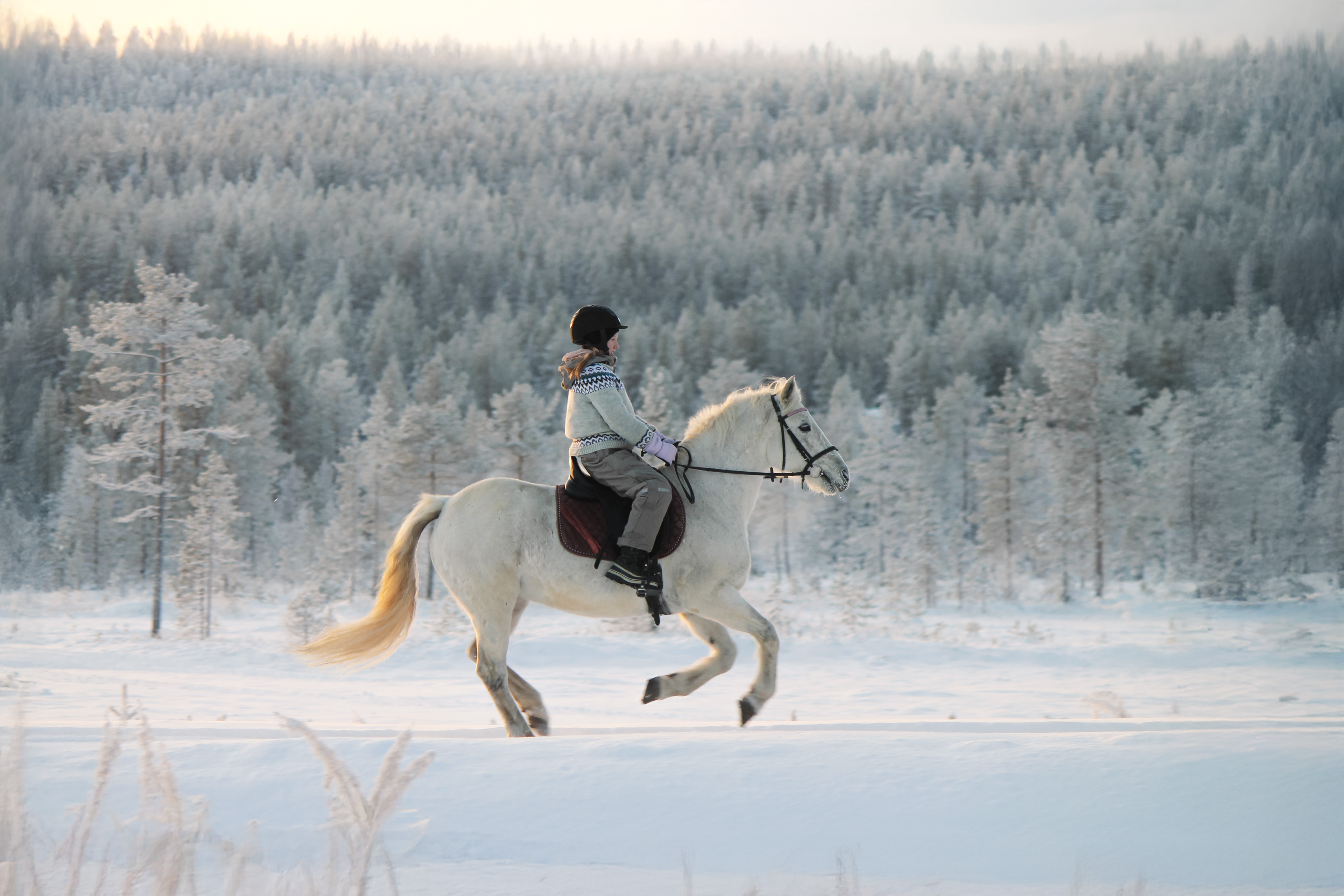 Hevonen ja ratsastaja maastoratsastuksella. Lappi, Ylläs.