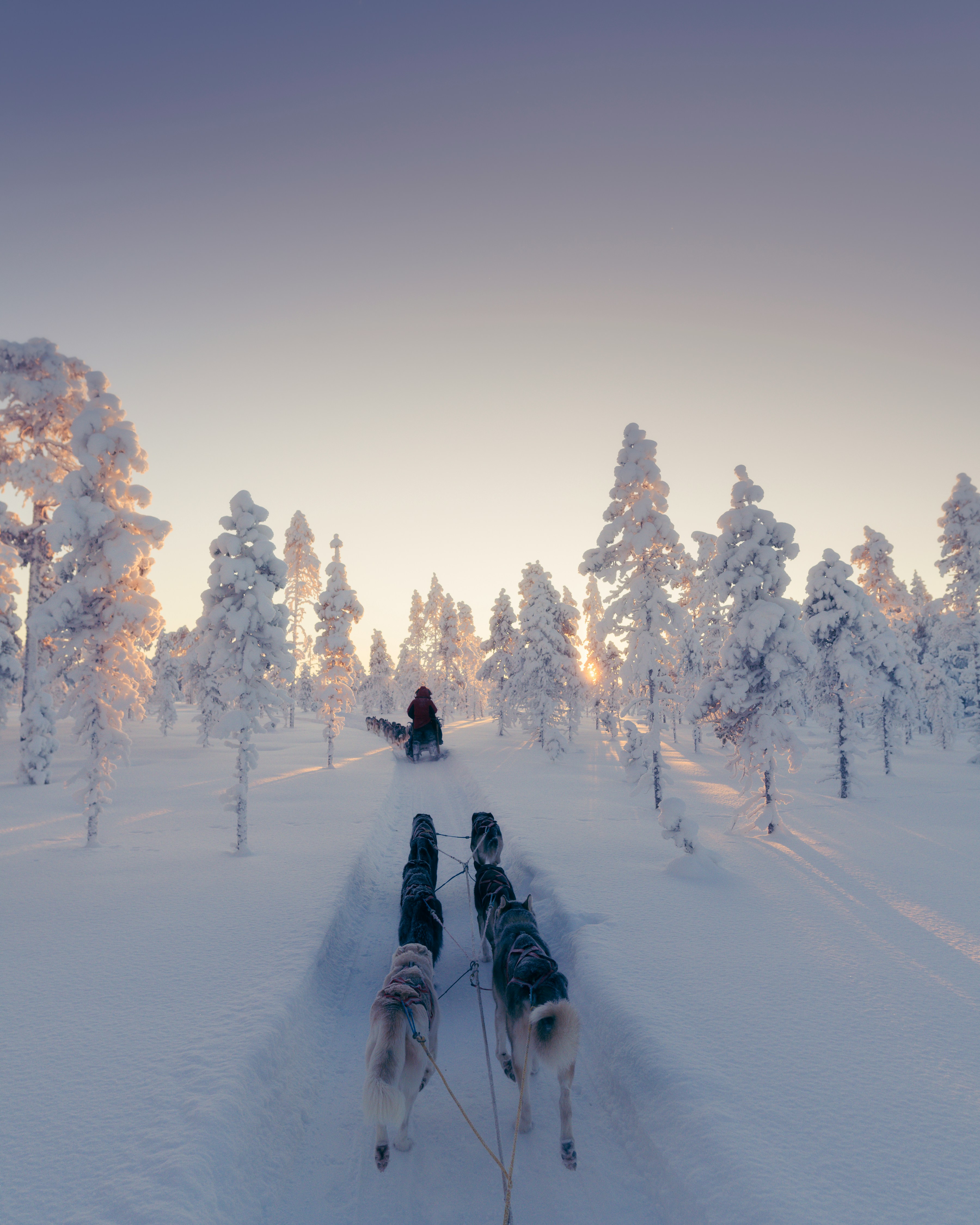 Huskyajelu Lapissa, Ylläs